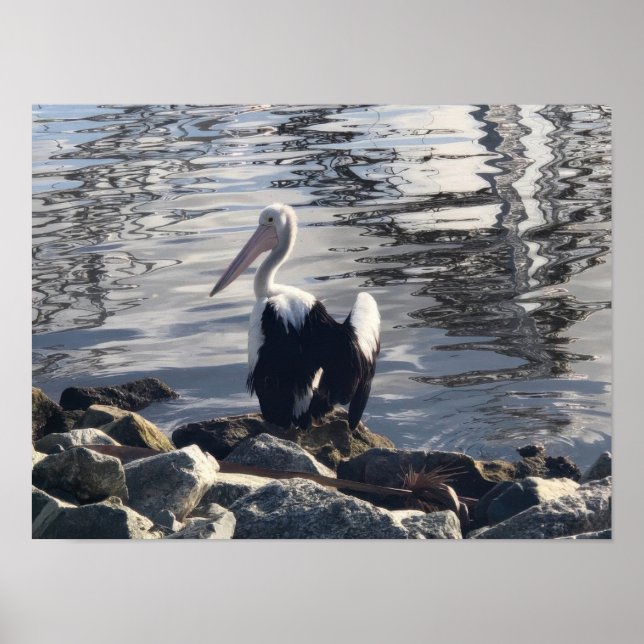 White Pelican Poster (Front)