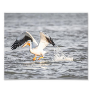 White Pelican Taking to Flight From Water Photo Print