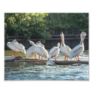 White Pelicans on a Log Photography Print