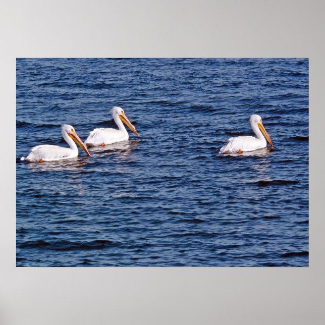 White pelicans Poster (Front)