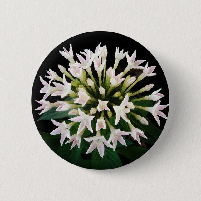 White Pentas 2 Inch Round Button (Front)