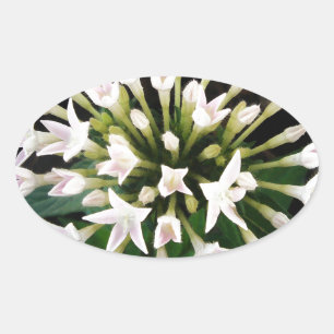 White Pentas Oval Sticker