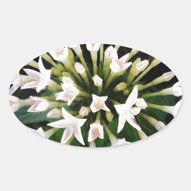 White Pentas Oval Sticker (Front)