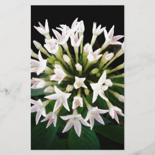 White Pentas Stationery