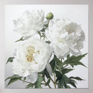 White Peonies Flower Art Imprimer Poster