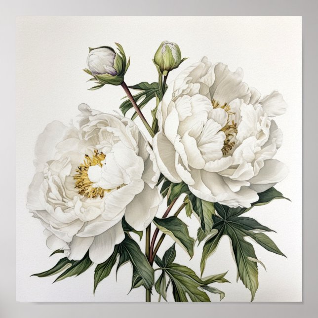White Peonies Flower Art Print Poster (Front)
