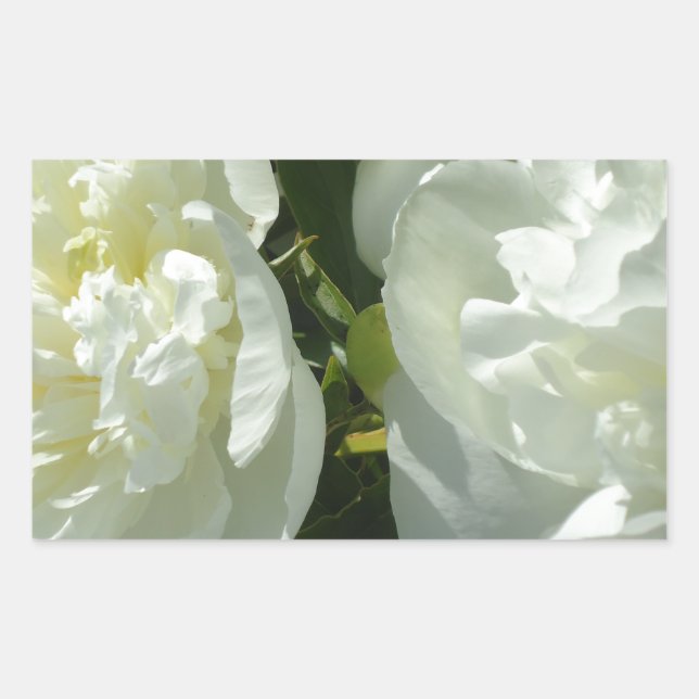 White Peonies Sticker (Front)