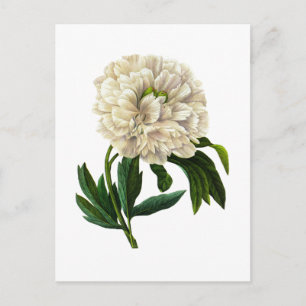 White Peony By Pierre Joseph Redoute Postcard