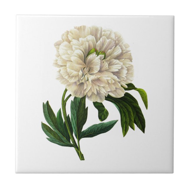 White Peony By Pierre Joseph Redoute Tile (Front)
