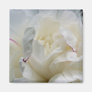 White Peony Close Up Flower Photo Magnet