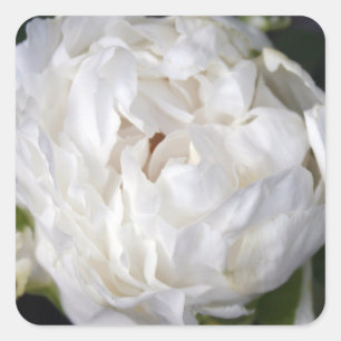 White Peony Floral Photography Square Sticker