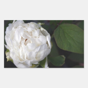 White Peony - Floral Photography - Sticker