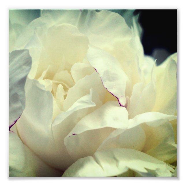 White Peony Flower In Bloom Close Up 8x8 Photo Print (Front)