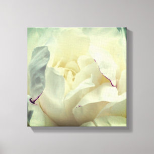 White Peony Flower In Bloom Close Up  Canvas Print