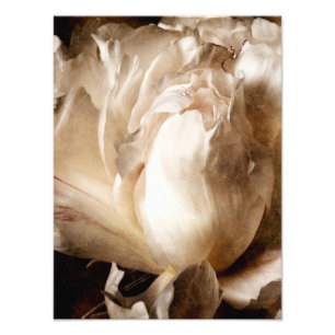 White Peony Flower Sepia Black Background Photo Print