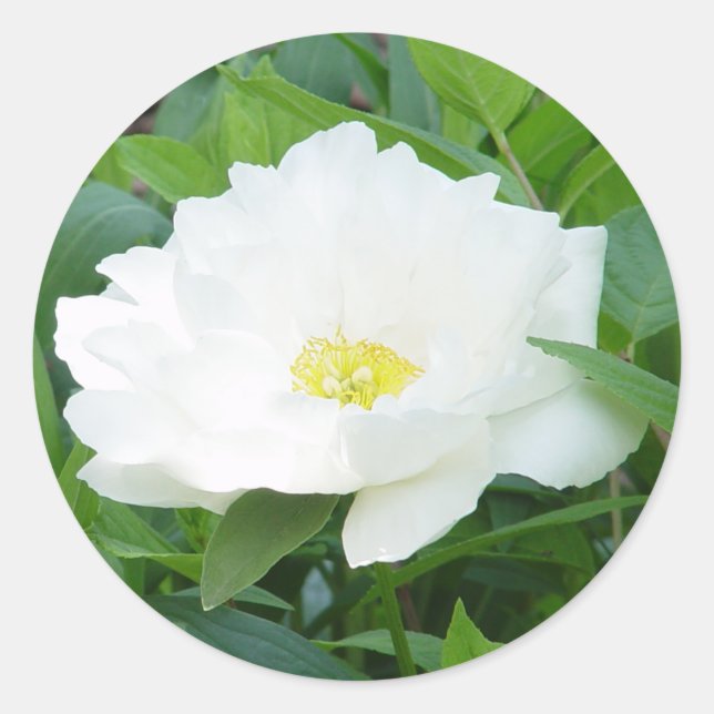 White Peony Flower Stickers (Front)