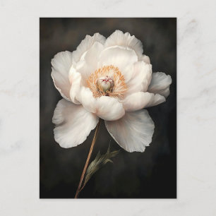 White Peony in Bloom Botanical Painting Postcard