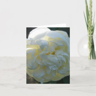 White Peony Note Card