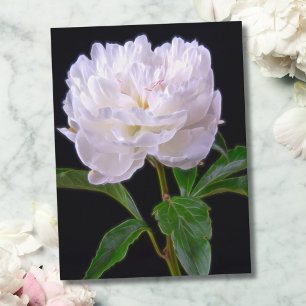 White Peony On Black Background Postcard