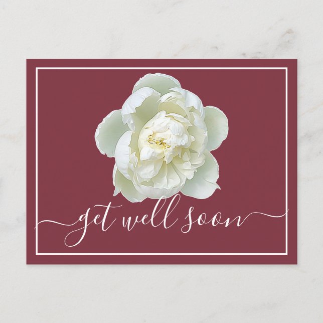 White Peony Red Background Get Well Postcard (Front)