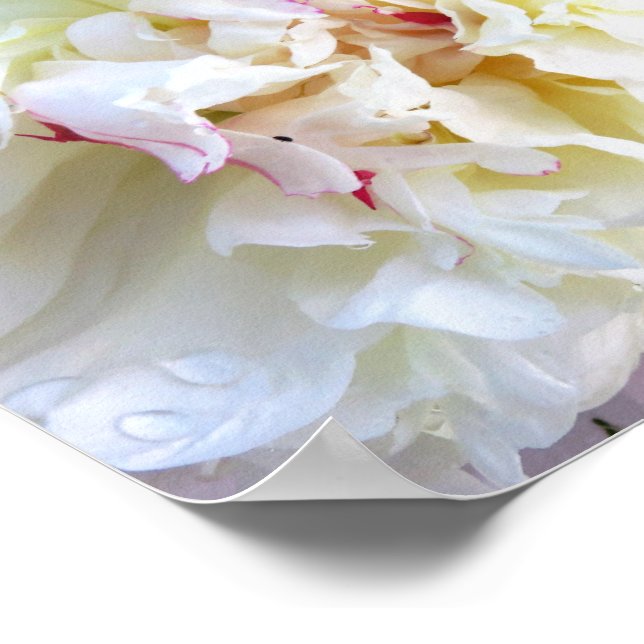 White Peony tinged with Pink Poster (Corner)