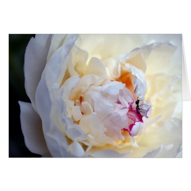White Peony with Worker Ant Blank Card (Front Horizontal)