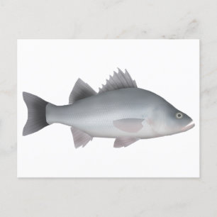 White Perch Postcard