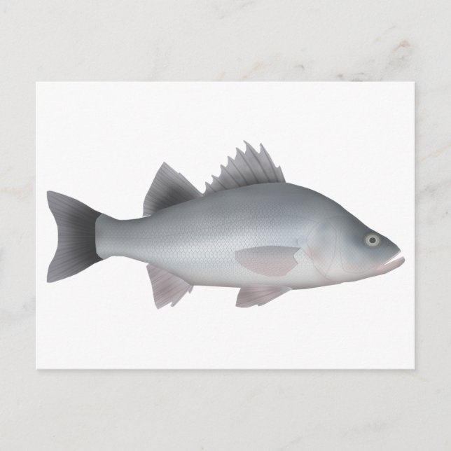 White Perch Postcard (Front)