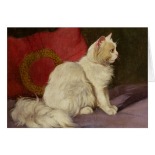 White Persian Cat