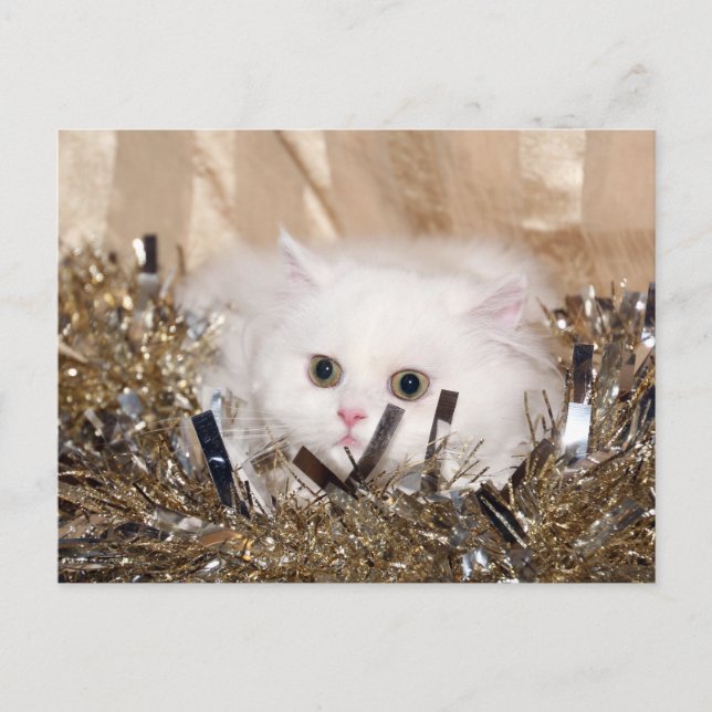 White Persian cat Christmas Holiday Postcard (Front)