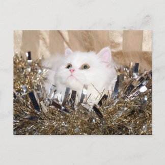 White Persian cat Christmas Holiday Postcard