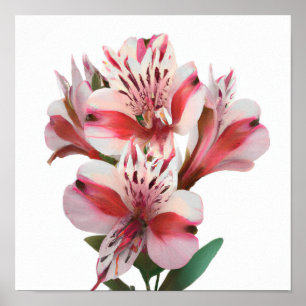 White Peruvian Lilies Flower Art Print Poster