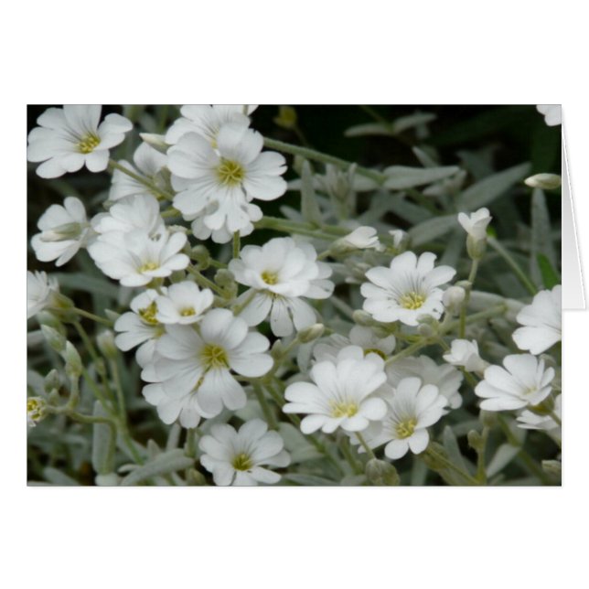 White Petal Flowers with Yellow Middle Card (Front Horizontal)