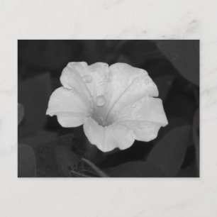 White Petunia Postcard