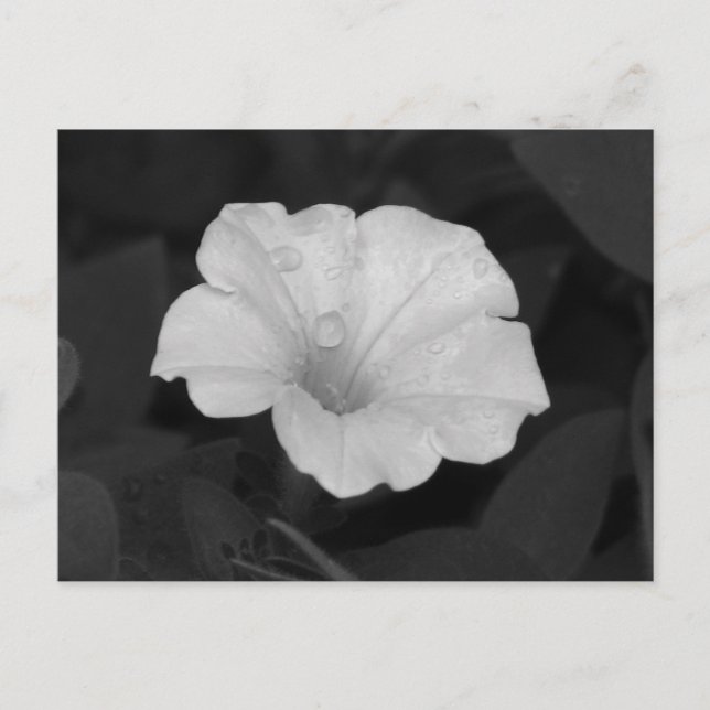 White Petunia Postcard (Front)