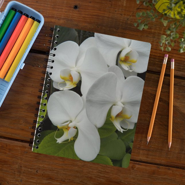 White Phalaenopsis Orchids Floral Notebook (In Situ)