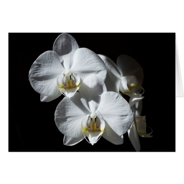 White Phalaeonopsis Orchids (Front Horizontal)