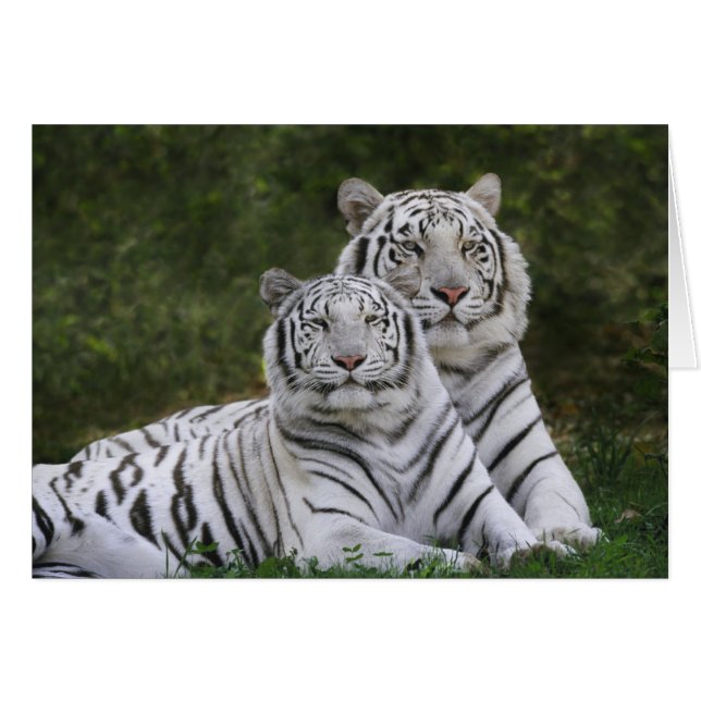 White phase, Bengal Tiger, Tigris (Front Horizontal)
