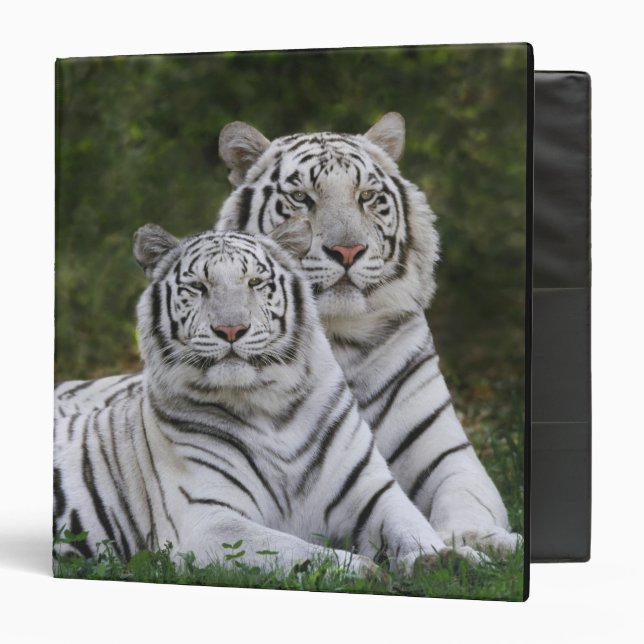 White phase, Bengal Tiger, Tigris Binder (Front/Inside)