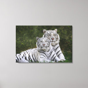 White phase, Bengal Tiger, Tigris Canvas Print