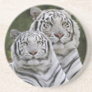 White phase, Bengal Tiger, Tigris Coaster