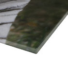 White phase, Bengal Tiger, Tigris