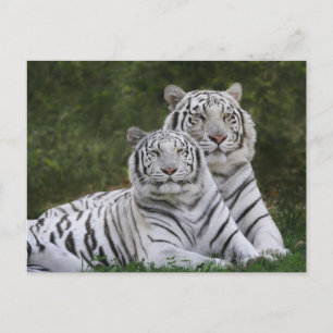 White phase, Bengal Tiger, Tigris Postcard