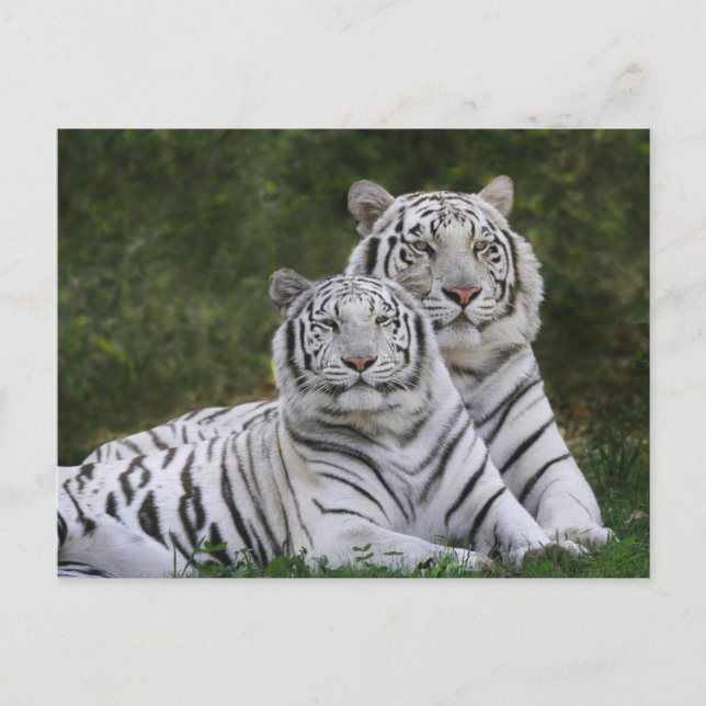 White phase, Bengal Tiger, Tigris Postcard (Front)