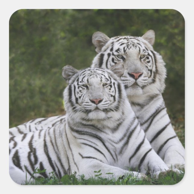 White phase, Bengal Tiger, Tigris Square Sticker (Front)