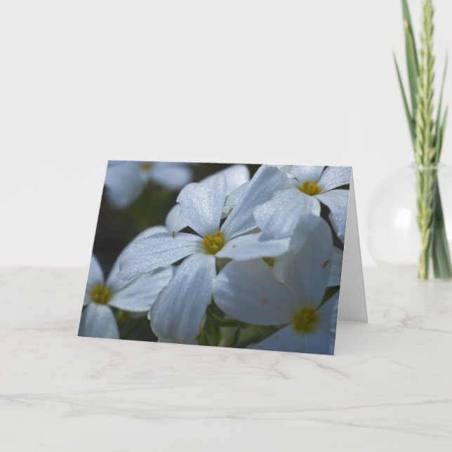 White Phlox Card (Front)