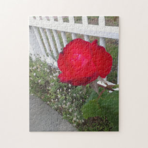 White picked fence and a gorgeous red rose jigsaw puzzle