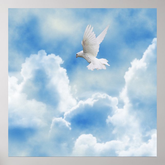 White pigeon in the sky poster (Front)