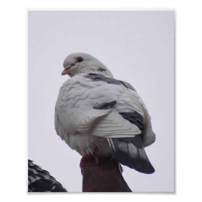 White Pigeon  Photo Print (Front)