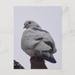 White Pigeon  Postcard